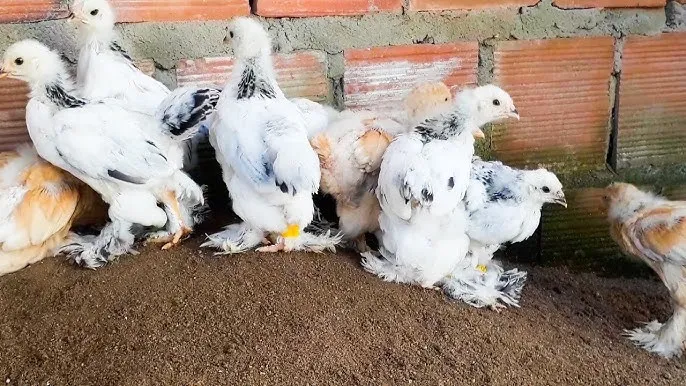 Doação Ninhada de galinha BRAHMA