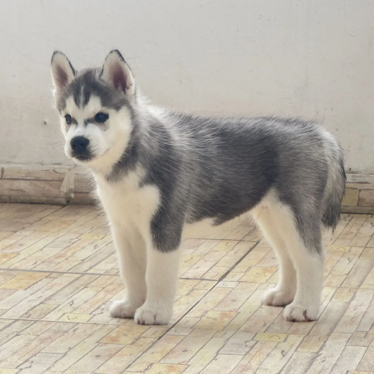 Filhotes de Husky Siberiano com Pedigree